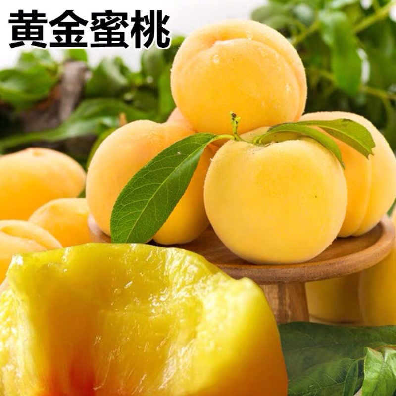 嫁接桃树苗黄金蜜桃果树苗桃树苗嫁接黄桃苗黄金蜜1号桃树