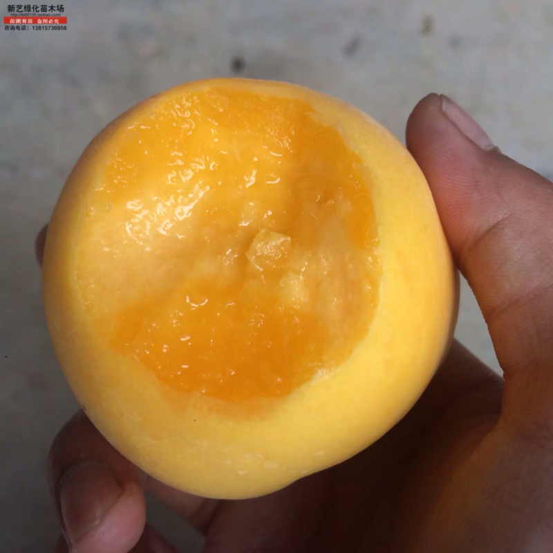 嫁接桃树苗黄金蜜桃果树苗桃树苗嫁接黄桃苗黄金蜜1号桃树