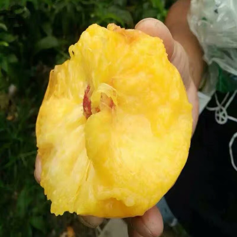 嫁接桃树苗黄金蜜桃果树苗桃树苗嫁接黄桃苗黄金蜜1号桃树