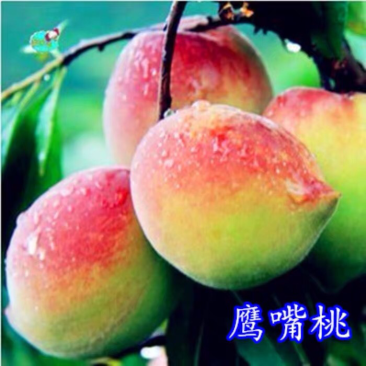 鹰嘴桃树苗盆栽南北方种植鹰嘴桃苗地栽当年结果特大