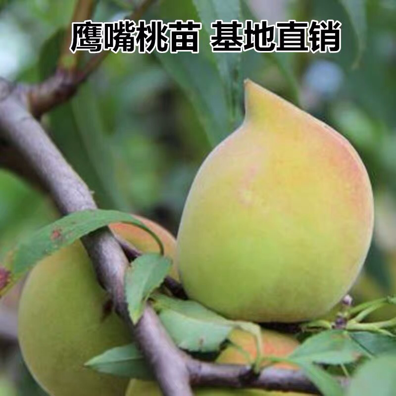 鹰嘴桃树苗盆栽南北方种植鹰嘴桃苗地栽当年结果特大