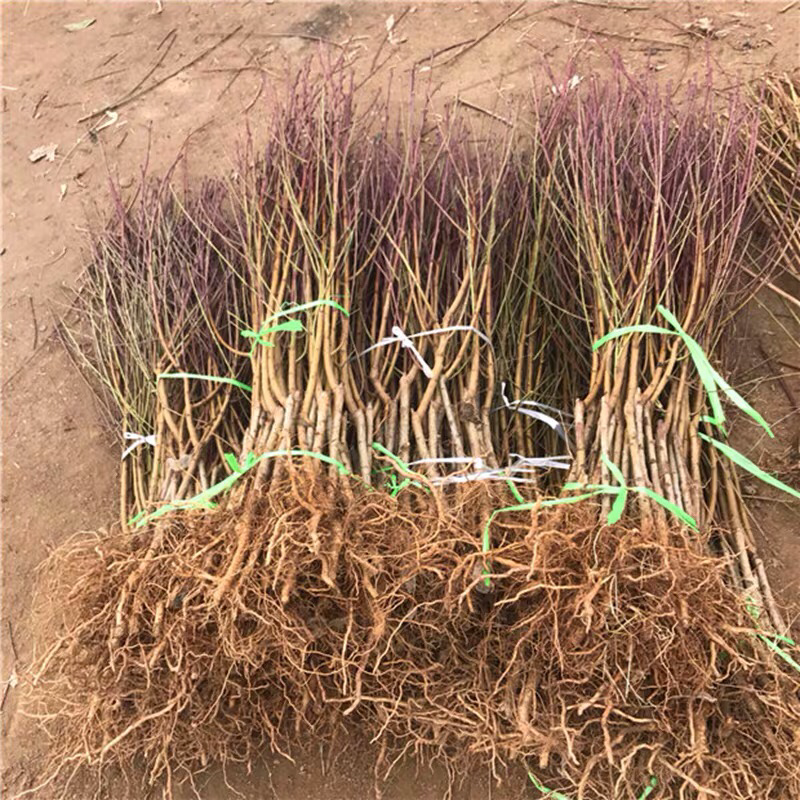 鹰嘴桃树苗盆栽南北方种植鹰嘴桃苗地栽当年结果特大
