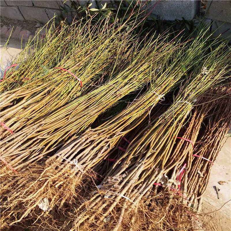 鹰嘴桃树苗盆栽南北方种植鹰嘴桃苗地栽当年结果特大