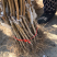 鹰嘴桃树苗盆栽南北方种植鹰嘴桃苗地栽当年结果特大