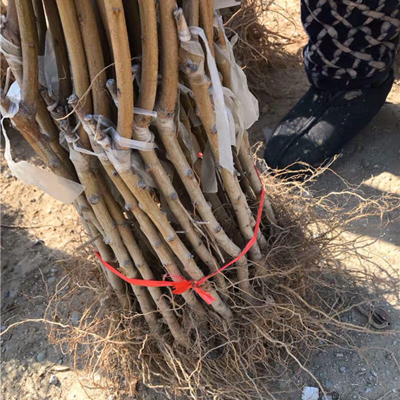 鹰嘴桃树苗盆栽南北方种植鹰嘴桃苗地栽当年结果特大