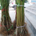 鹰嘴桃树苗盆栽南北方种植鹰嘴桃苗地栽当年结果特大