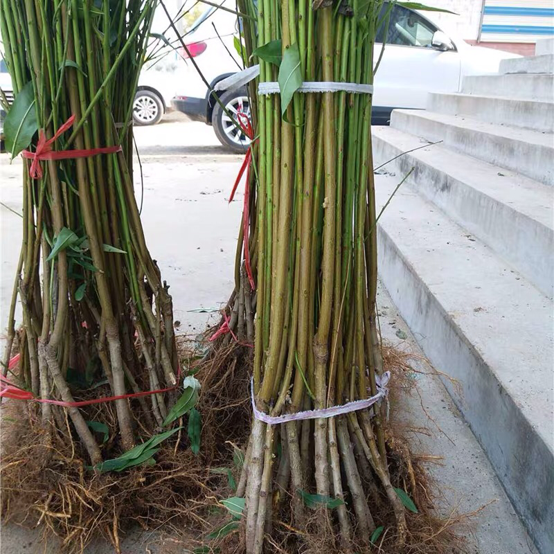 鹰嘴桃树苗盆栽南北方种植鹰嘴桃苗地栽当年结果特大
