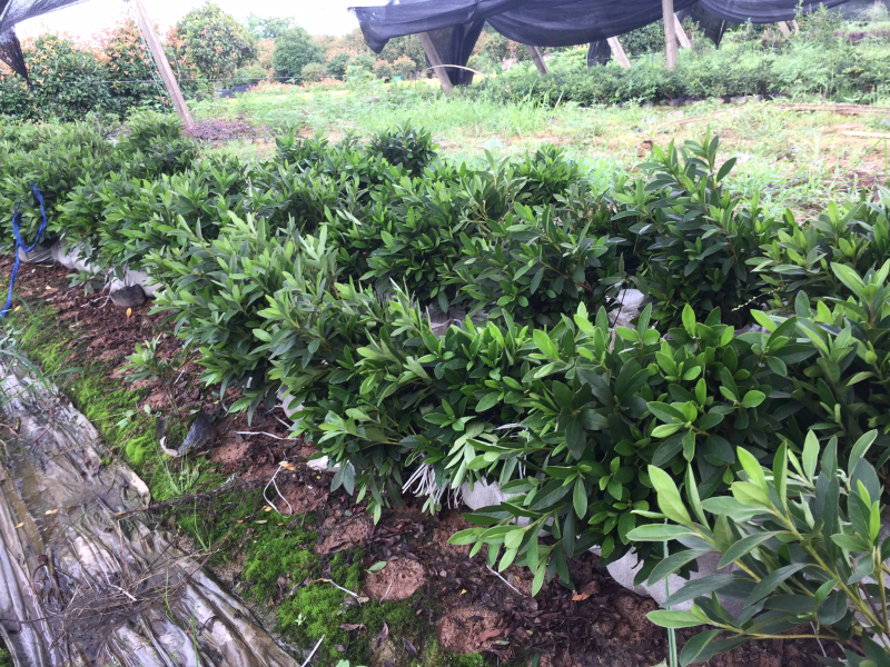 地被色块杯苗精品毛杜鹃