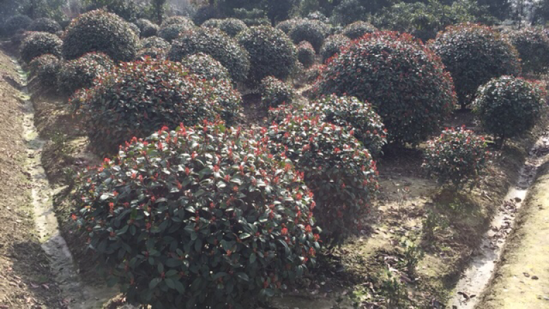 红叶石楠