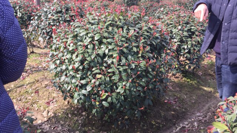 红叶石楠