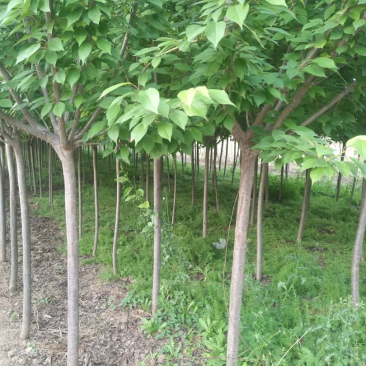 樱花树