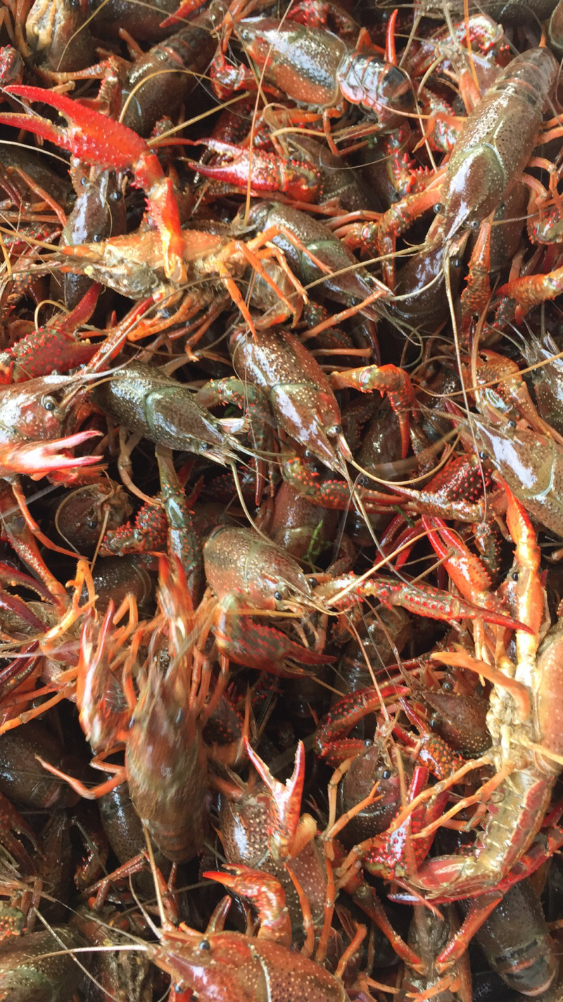 湖虾小龙虾主养4-6钱（20-30克）食用活虾
