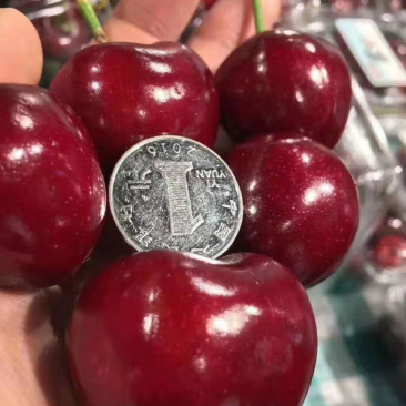 俄罗斯八号大樱桃苗（含香）果个非常大，特别高产