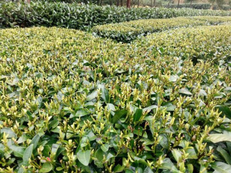 明前西湖龙井茶
