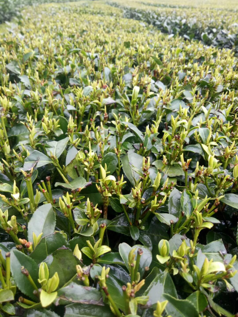 明前西湖龙井茶