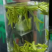 明前西湖龙井茶