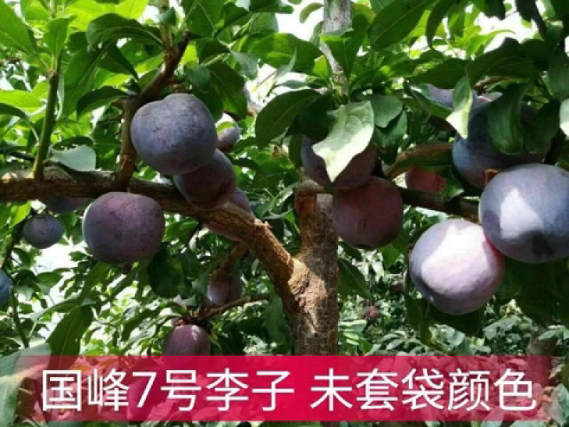 国峰七号李子苗、口感甜脆，甘碗离核、能达到24个糖以上