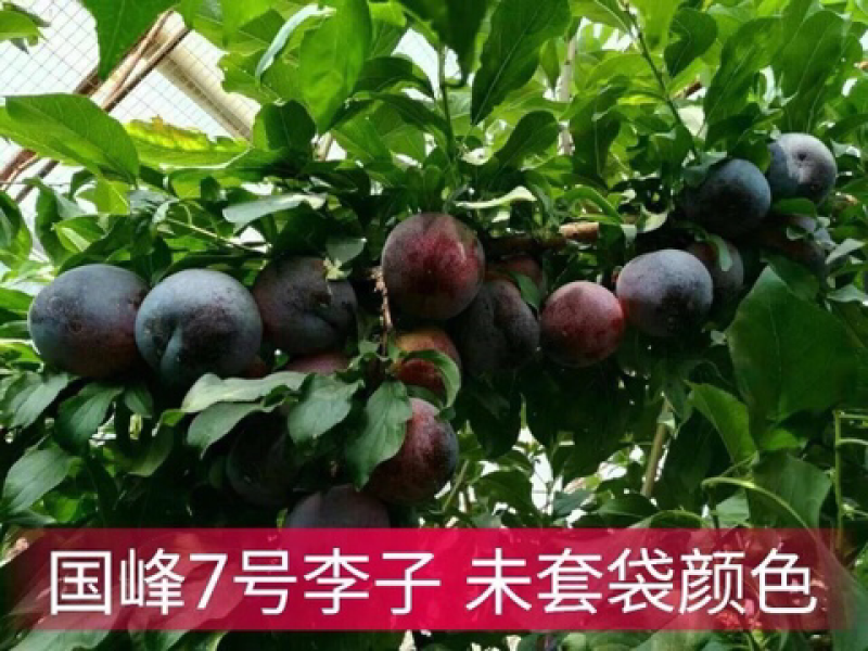 国峰七号李子苗、口感甜脆，甘碗离核、能达到24个糖以上
