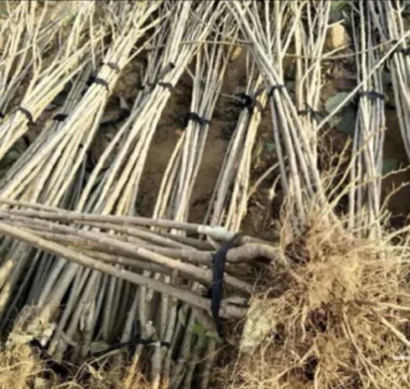 俄罗斯八号大樱桃苗、口感香甜，肉厚多汁、特别高产