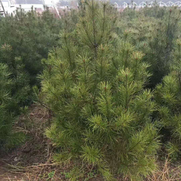 白皮松，2米起步～3米其他规格也有需要的联系