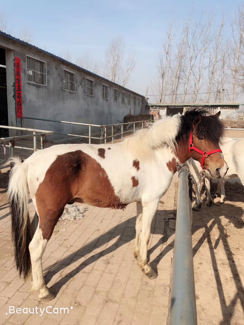 出售小矮马公园景区儿童骑乘矮马