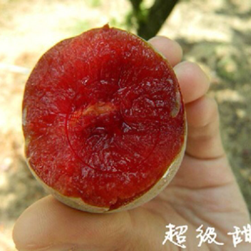 李子苗嫁接蜂糖脆红李子树苗南北方种植地栽果树苗晚熟当年