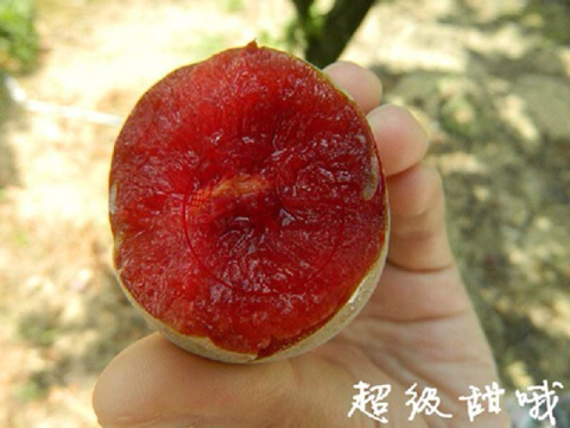 李子苗嫁接蜂糖脆红李子树苗南北方种植地栽果树苗晚熟当年