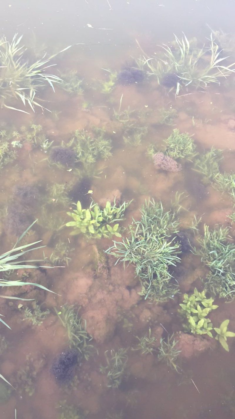 青蛙苗幼蛙卵块食用蛙