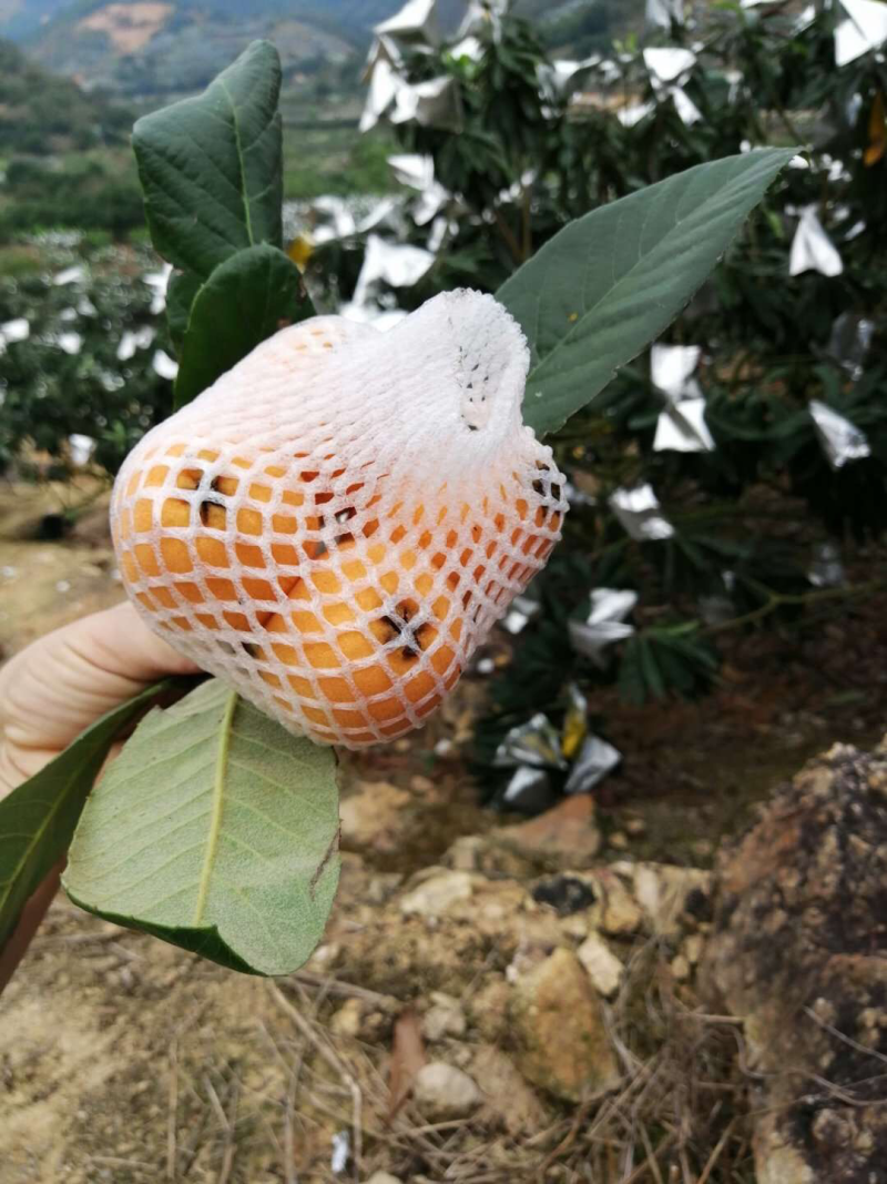 农家自制的枇杷膏