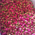 大量供应山东玫瑰花产地直销24元一斤