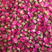 大量供应山东玫瑰花产地直销22元一斤