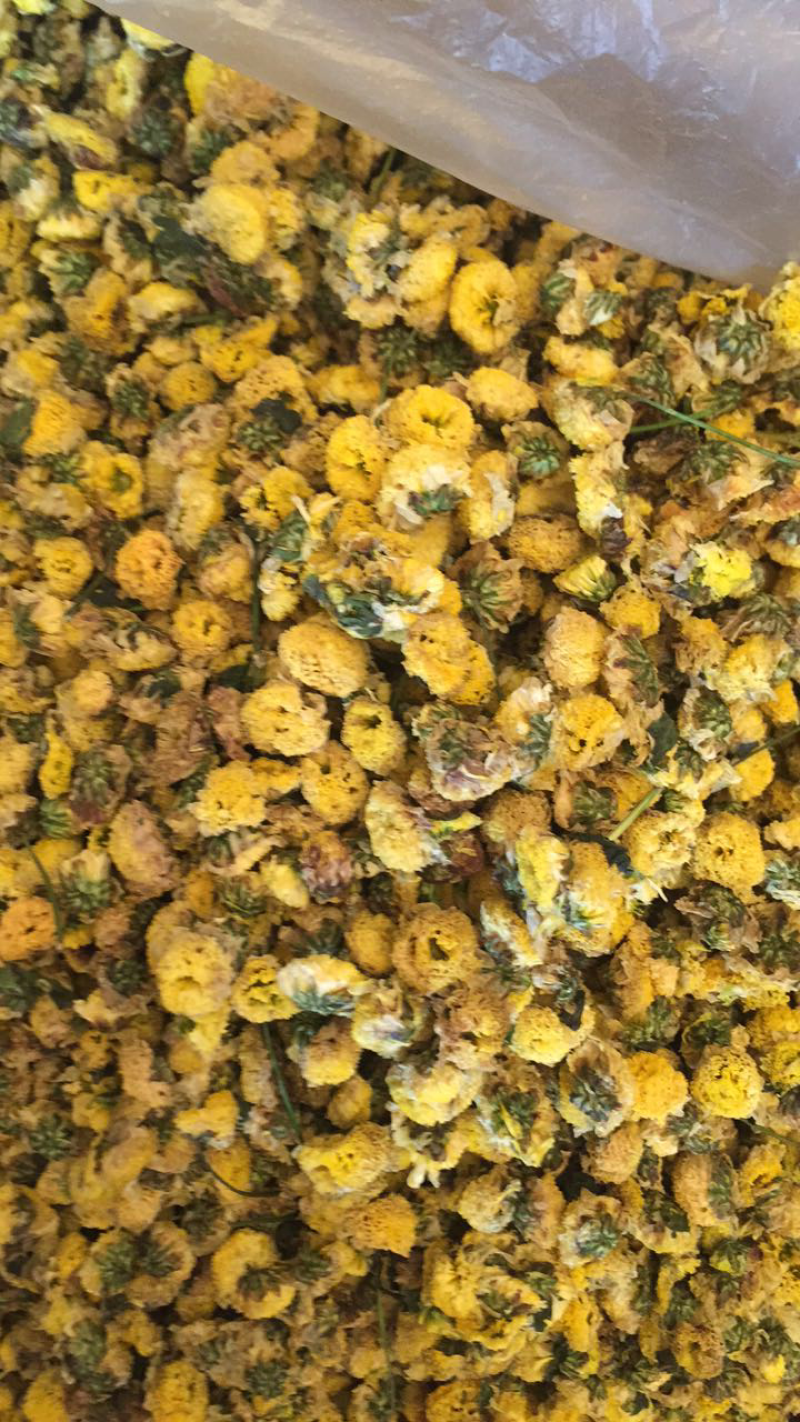人工种植野菊花低温烘焙颜色好看