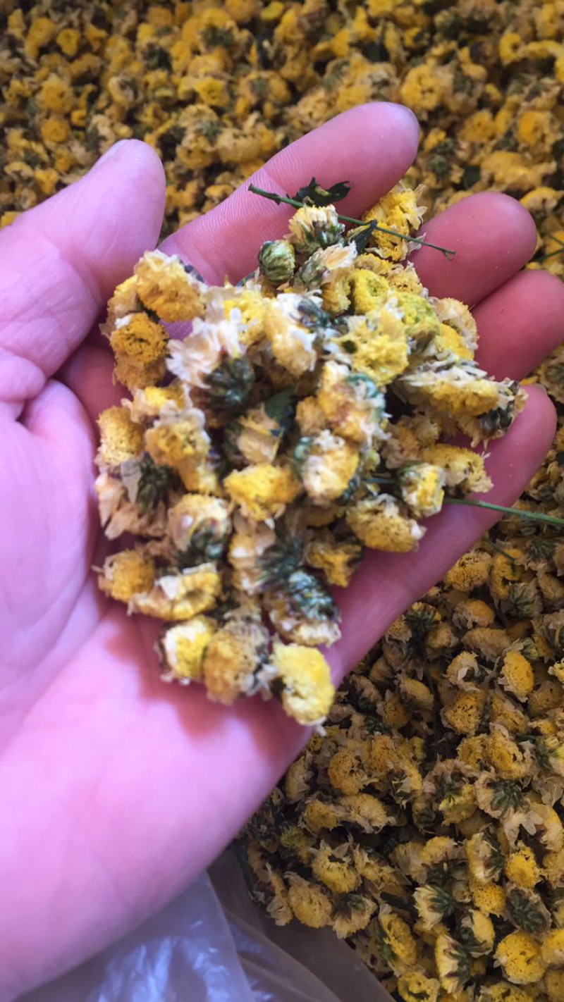 人工种植野菊花低温烘焙颜色好看