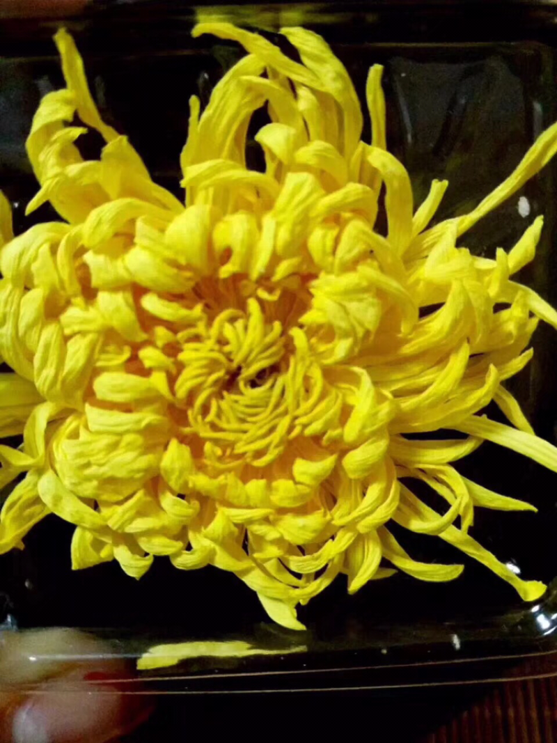 🌼金丝皇菊