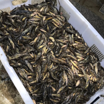 黄颡鱼苗