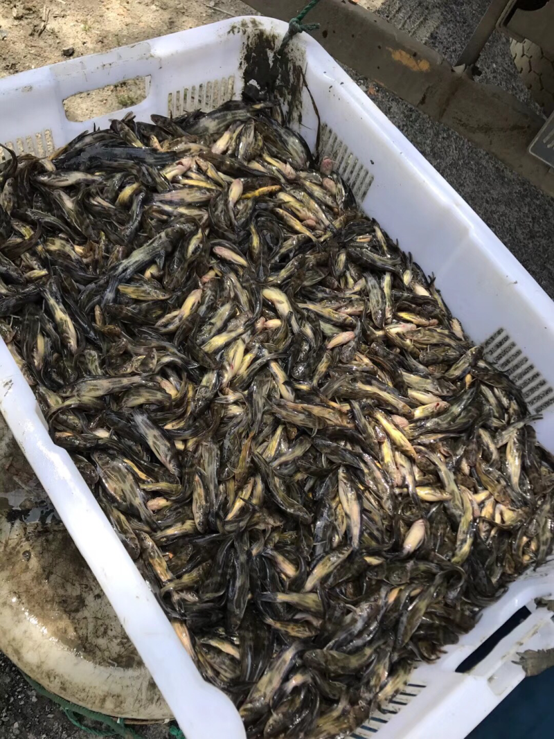 黄颡鱼苗
