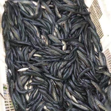 黑鱼苗