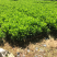 非洲茉莉