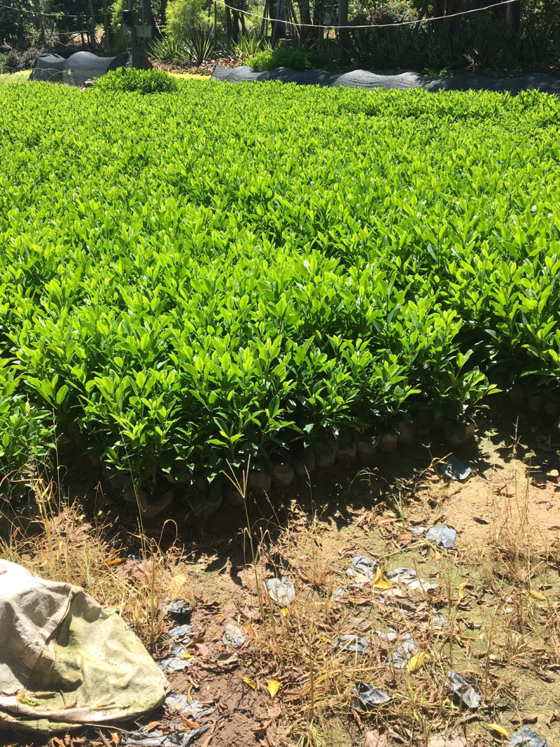 非洲茉莉