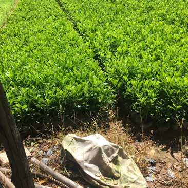 非洲茉莉
