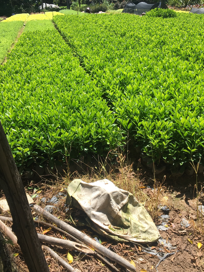 非洲茉莉