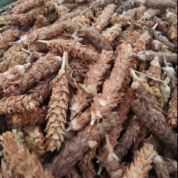 夏枯草