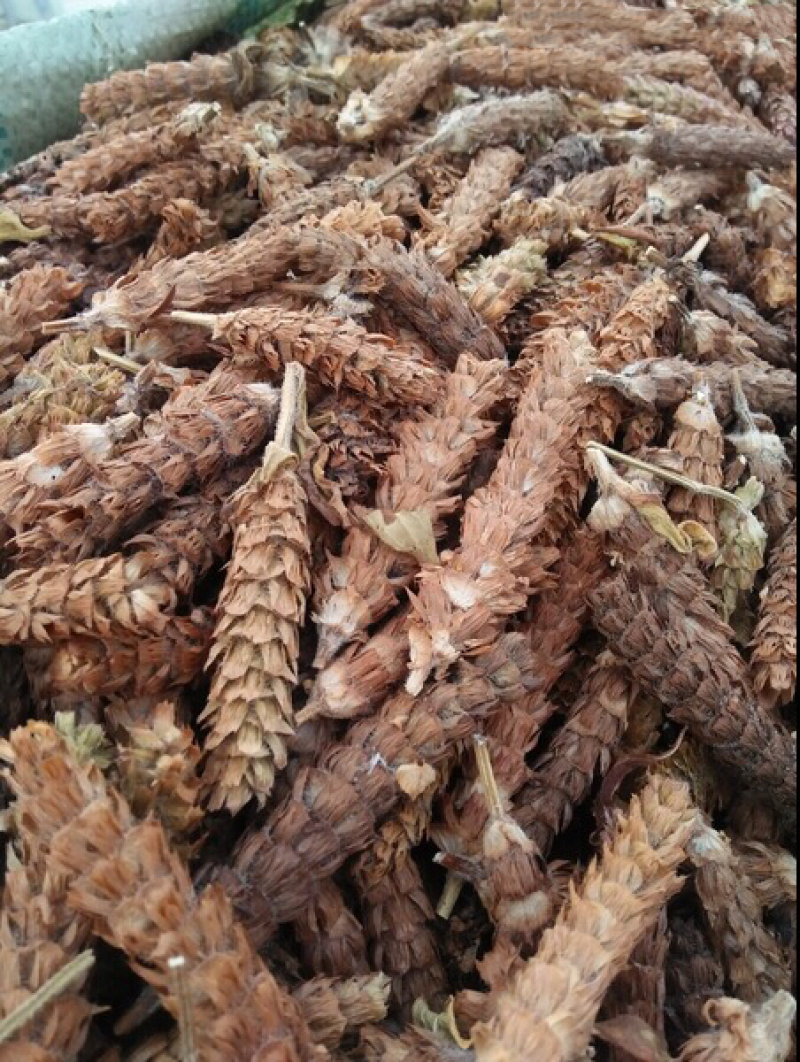 夏枯草