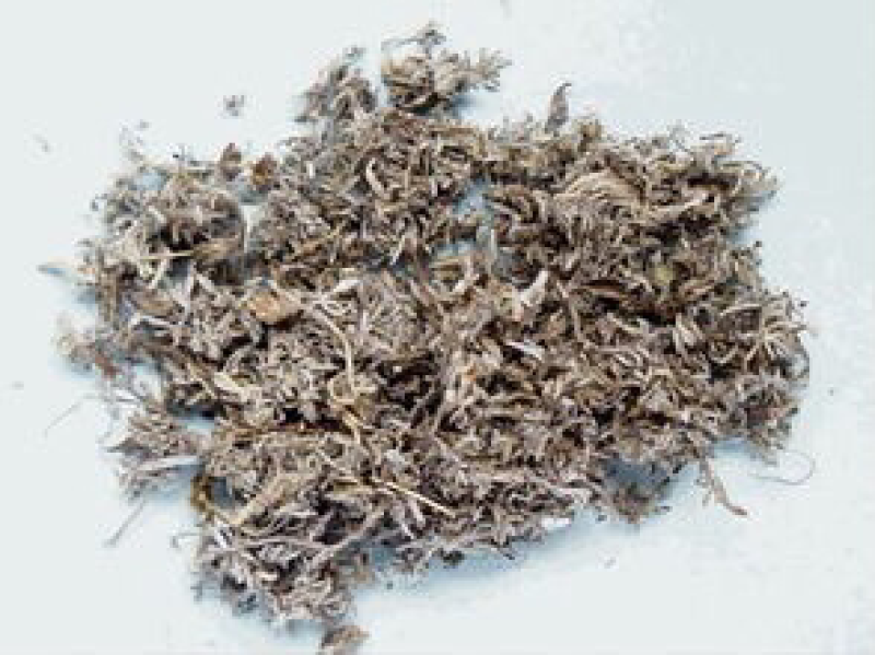 茵陈