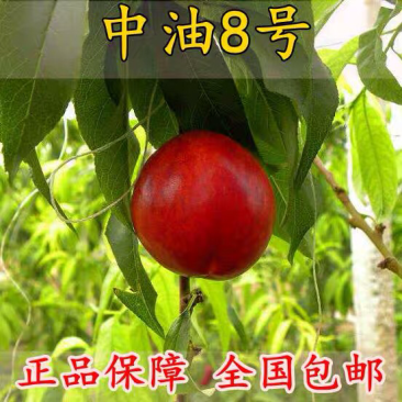 油桃苗盆栽地栽果树苗当年结果四季南北方种植带原土
