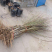 油桃苗盆栽地栽果树苗当年结果四季南北方种植带原土