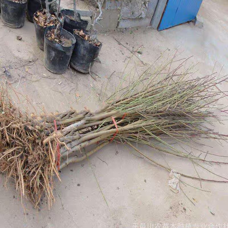 油桃苗盆栽地栽果树苗当年结果四季南北方种植带原土
