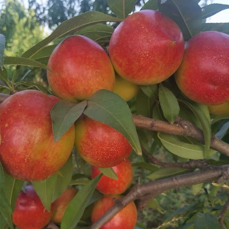 油桃苗盆栽地栽果树苗当年结果四季南北方种植带原土