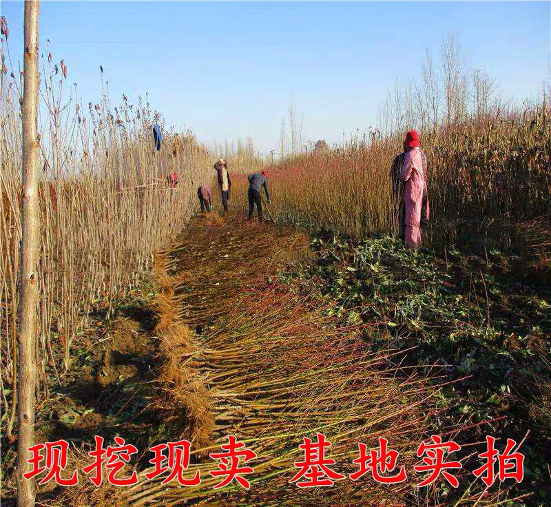 油桃苗盆栽地栽果树苗当年结果四季南北方种植带原土
