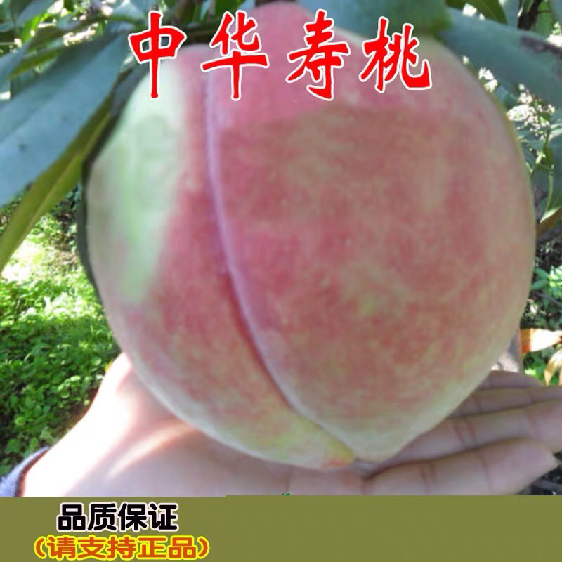 中华寿桃苗盆栽地栽果树苗桃树树苗当年结果南北方种植带土